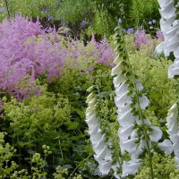 Photo Thumbnail #15: Pink Astillbe, Ladies Mantle and White Foxglove.