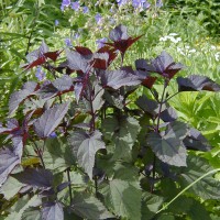 Photo Thumbnail #2: White Snakeroot. I like the burgundy foliage...