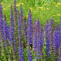 Photo Thumbnail #17: Meadow Sage \'Maynite\' blooms about 2 months...