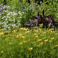 Photo Thumbnail #8: Coryopsis Tickseed, Feverfew and a burgundy...