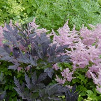 Photo Thumbnail #14: Pink Astillbe and Cimicifuga \'Hillside Black...