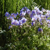 Photo Thumbnail #11: Cranesbill Johnsons Blue