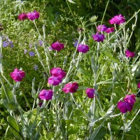 Photo Thumbnail #10: Rose Campion some people think is a weed. I...