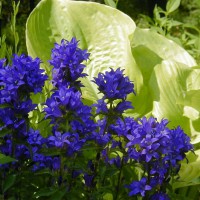 Photo Thumbnail #1: Clustered Bellflower and hosta Sum and...