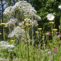 Photo Thumbnail #9: This white Valerian is a herb and VERY...