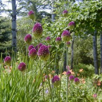 Photo Thumbnail #14: Excellent allium for naturalizing and late...