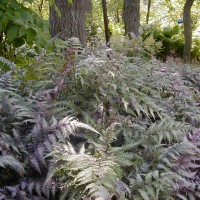 Photo Thumbnail #17: Japanese Ferns