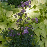 Photo Thumbnail #3: Pink Masterwort flowers in the shade. The small...