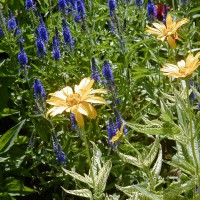 Photo Thumbnail #7: I like this Heliopsis because of its varigated...