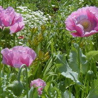 Photo Thumbnail #20: Annual poppy but self seeds and comes back...