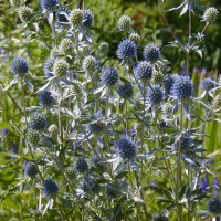 Photo Thumbnail #6: This steel blue Seaholly is a wonderful texture...