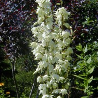 Photo Thumbnail #5: White flowers of the Yucca. It is a GREAT...
