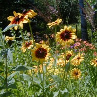 Photo Thumbnail #13: Bright faces of Gloriosa Daisies which I leave...