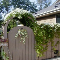 Photo Thumbnail #13: Sweet Autumn Clematis is blooming, tiny white...