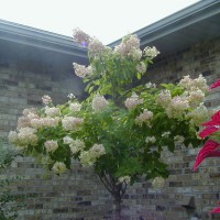 Photo Thumbnail #12: PeeGee Hydrangea Tree that was planted Fall of...