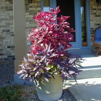 Photo Thumbnail #11: The hot pink plant is something I picked up at...