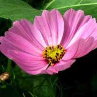 Photo Thumbnail #2: Wild flower Garden