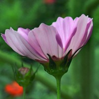 Photo Thumbnail #5: Wild Flower Garden