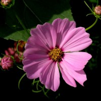Photo Thumbnail #6: Wild Flower Garden