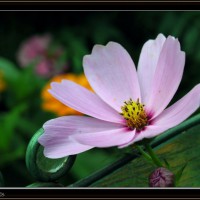 Photo Thumbnail #7: Wild Flower Garden