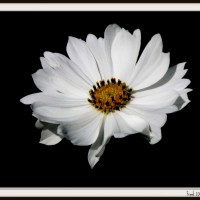 Photo Thumbnail #8: Wild Flower Garden