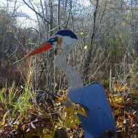 Photo Thumbnail #27: This Blue Heron was spotted in my wetland area.