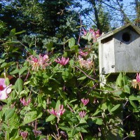 Photo Thumbnail #2: The Honeysuckle Vine is SO fragrant and the...