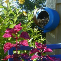 Photo Thumbnail #12: This is a teapot that I use as a nesting box...