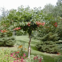 Photo Thumbnail #10: This is a Trumpet Vine which I have trained...