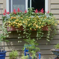 Photo Thumbnail #25: This window box was a first time try for me....