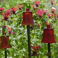 Photo Thumbnail #8: My red votive cups (bellflowers) accent the red...