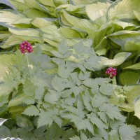 Photo Thumbnail #14: This is a wonderful native plant \'Banebery\'...