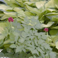 Photo Thumbnail #14: This is a wonderful native plant \'Banebery\'...