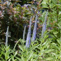 Photo Thumbnail #20: Blue Charm Veronica, 3-4 feet high and if...