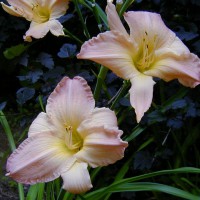 Photo Thumbnail #7: I am not a collector of daylillies, infact I...