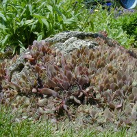 Photo Thumbnail #15: Hens and chicks grow so good in this hot sandy...