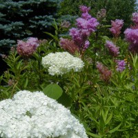 Photo Thumbnail #22: Anna Belle Hydrangea and the very tall Queen of...