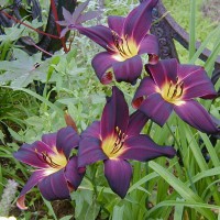 Photo Thumbnail #25: I love the deep color of this daylilly.