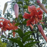 Photo Thumbnail #27: Old fashion Tiger Lillies give me great height...
