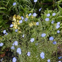 Photo Thumbnail #9: Linum or Blue Flax is VERY DROUGHT TOLERANT....