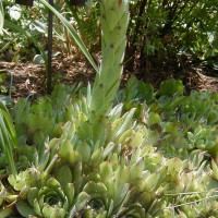 Photo Thumbnail #16: This Hens and Chicks is a light green with red...