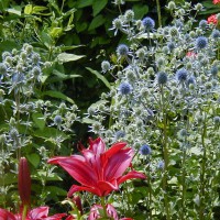 Photo Thumbnail #26: Seaholly is usually an eyestopper. Different...