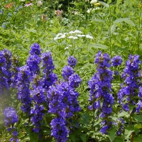 Photo Thumbnail #28: Clustered Bellflower