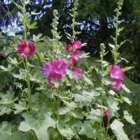 Photo Thumbnail #29: Old fashion hollyhocks are a must in all...