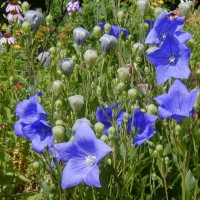 Photo Thumbnail #30: BLUE Balloon Flower blooms a long time if...