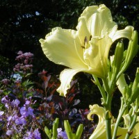 Photo Thumbnail #4: This light yellow daylilly, Whirl of Lace is...