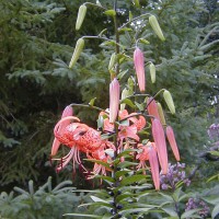 Photo Thumbnail #14: Tiger Lilly, I love the form and the height. 