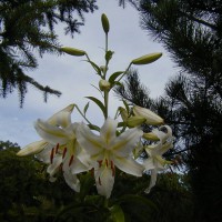 Photo Thumbnail #15: So fragrant and at least 5 feet tall.