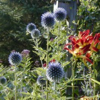 Photo Thumbnail #3: Globe Thistle adds great texture and form. The...