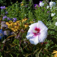 Photo Thumbnail #25: I planted this Hibiscus a couple of years ago...